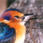 pygmy kingfisher close up
